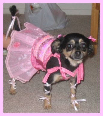 Ballerina Dog Costume
