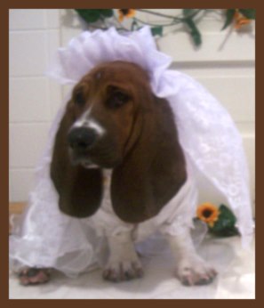 Dog dressed as a bride