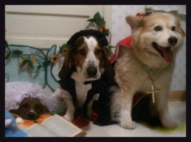 Dogs Wedding Party Costumes